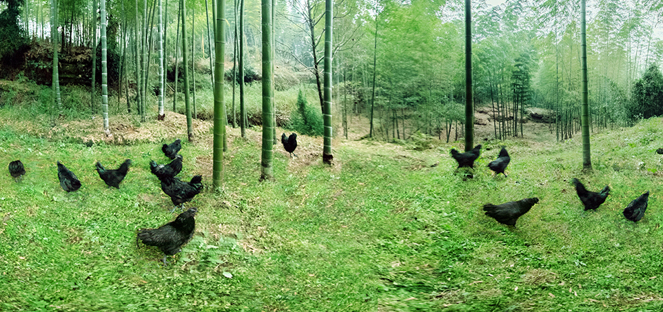 Koipay-�徲֧������